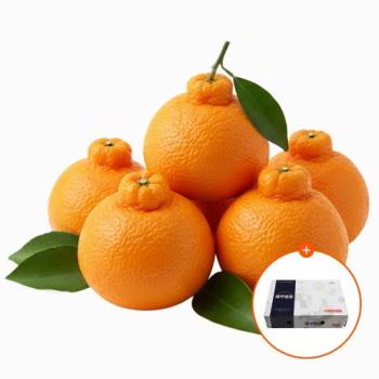 제주직송★한라봉 천혜향 레드향 3kg 5kg 10kg 가정용  선물용 선물세트